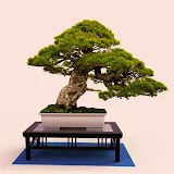 Bonsai Tree Grow & Care Tips icon