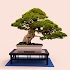 Bonsai Tree Grow & Care Tips13.0