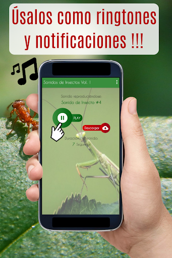 Sonidos de Insectos, zumbidos. Screen 3