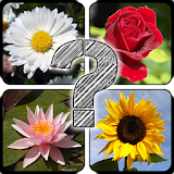 Guess The Flowers: Quiz icon