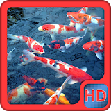 Koi Fish Pond Video LWP icon