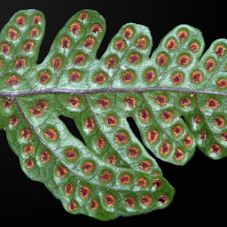 「Australian Tropical Ferns」圖示圖片