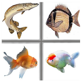 Kids Memory Game: Fish icon