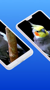 Imágen 5 Awesome Cockatiel Sounds mp3 android
