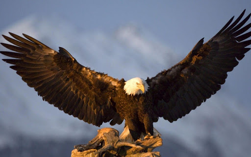 Eagle HD Wallpaper