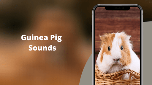 Guinea Pig Sounds Screenshot 1 - AppWisp.com