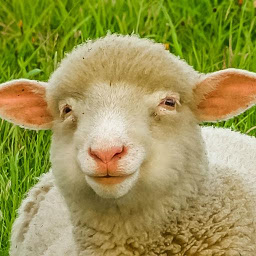 图标图片“Sheep Sounds”
