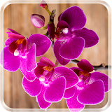 Beautiful Orchid LiveWallpaper icon