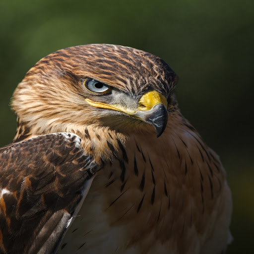 Android application Hawk Sounds screenshort