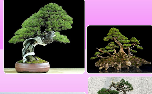 Making Bonsai Trees