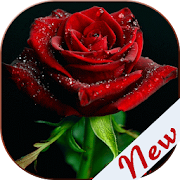 Flowers and Roses Images Gifs 8.4.1 Icon