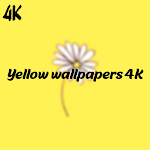 Cover Image of Descargar khalfiaat safra' 4k  APK