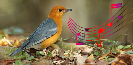 Zoothera Citrina