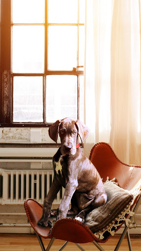 great dane dog wallpaper