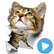 Cat Stickers Animated- WAStickerApps! - Androidアプリ