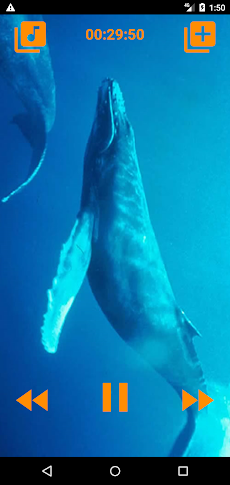 眠りにクジラの歌のおすすめ画像5