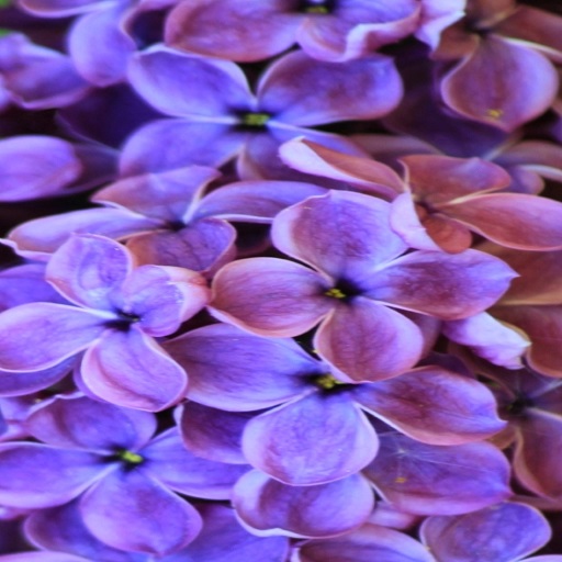 Lilac Wallpapers logo
