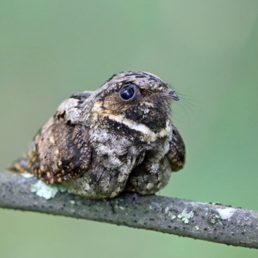 Whippoorwill Bird Sounds logo