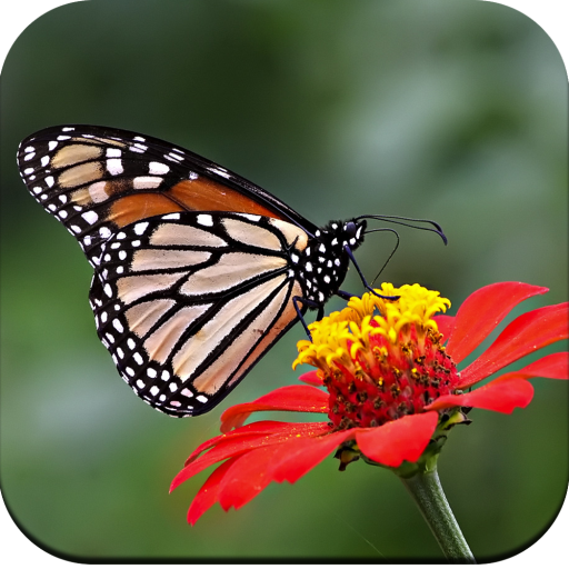 Butterfly Wallpaper 4K - Apps on Google Play