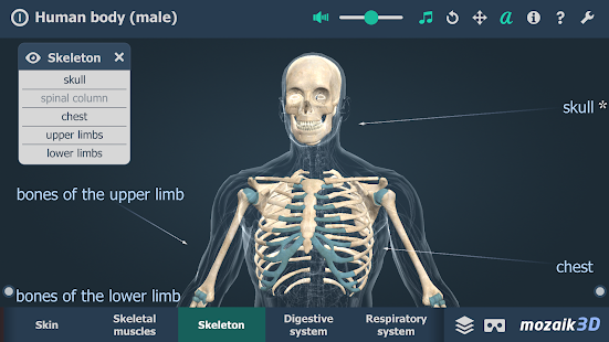 Human body (male) educational VR 3D