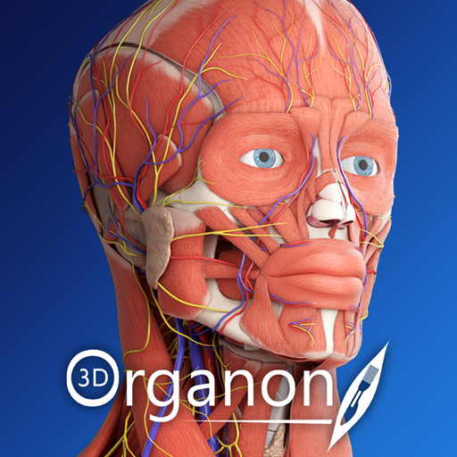 Baixar 3D Organon Anatomy
