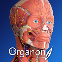 3D Organon Anatomy