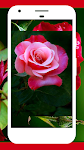 screenshot of Rose Wallpapers