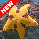 Cover Image of ダウンロード Starfish Wallpapers - Screen Background 1.0 APK