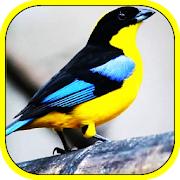 Top 40 Education Apps Like Documentaries of birds and birds in HD - Best Alternatives