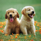 Puppies Jigsaw Puzzles 1.0.3