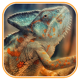 Chameleon wallpapers: Download & Review