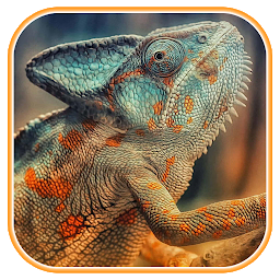 Imagen de icono Chameleon wallpapers