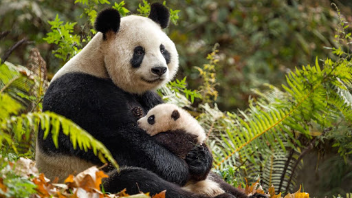 animal documentary videos