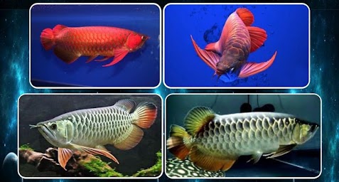 various arowana fish