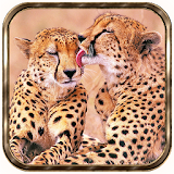 Cheetah African live Wallpaper icon