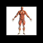 Cover Image of Download Human Body - Anatomy  APK