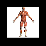 Human Body - Anatomy icon