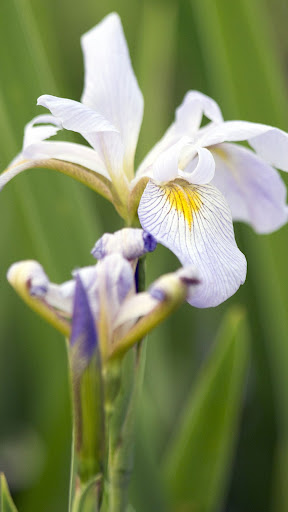Iris Wallpapers Screen 2