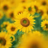 Magnificent sunflower icon
