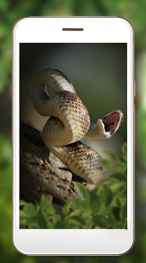 Snakes HD Live Wallpaper
