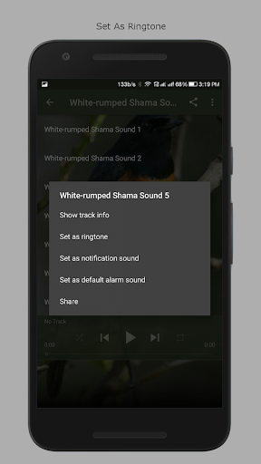 White-rumped Shama Sounds Screen 3