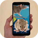 Mouse run in phone Prank icon