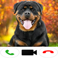 Rottweiler Dog Video Call