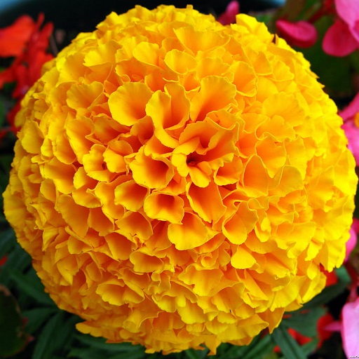 Marigold Flower Wallpapers logo