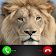 Fake Call From Lion icon
