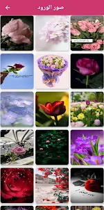 صور ورود - flowers pictures