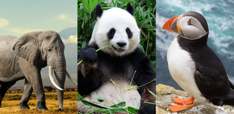 동물 퀴즈: 포유류, 새, 파충류, 공룡을 배우세요!