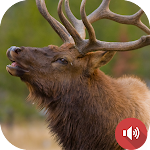 Cover Image of ดาวน์โหลด Elk Sounds  APK