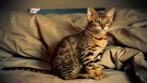 Exotic Cat Wallpapers Screenshot