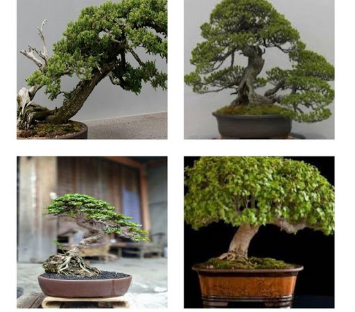 bonsai plants